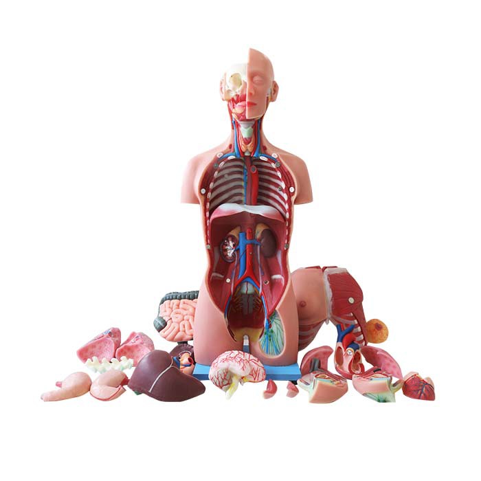 Model torso corff dynol