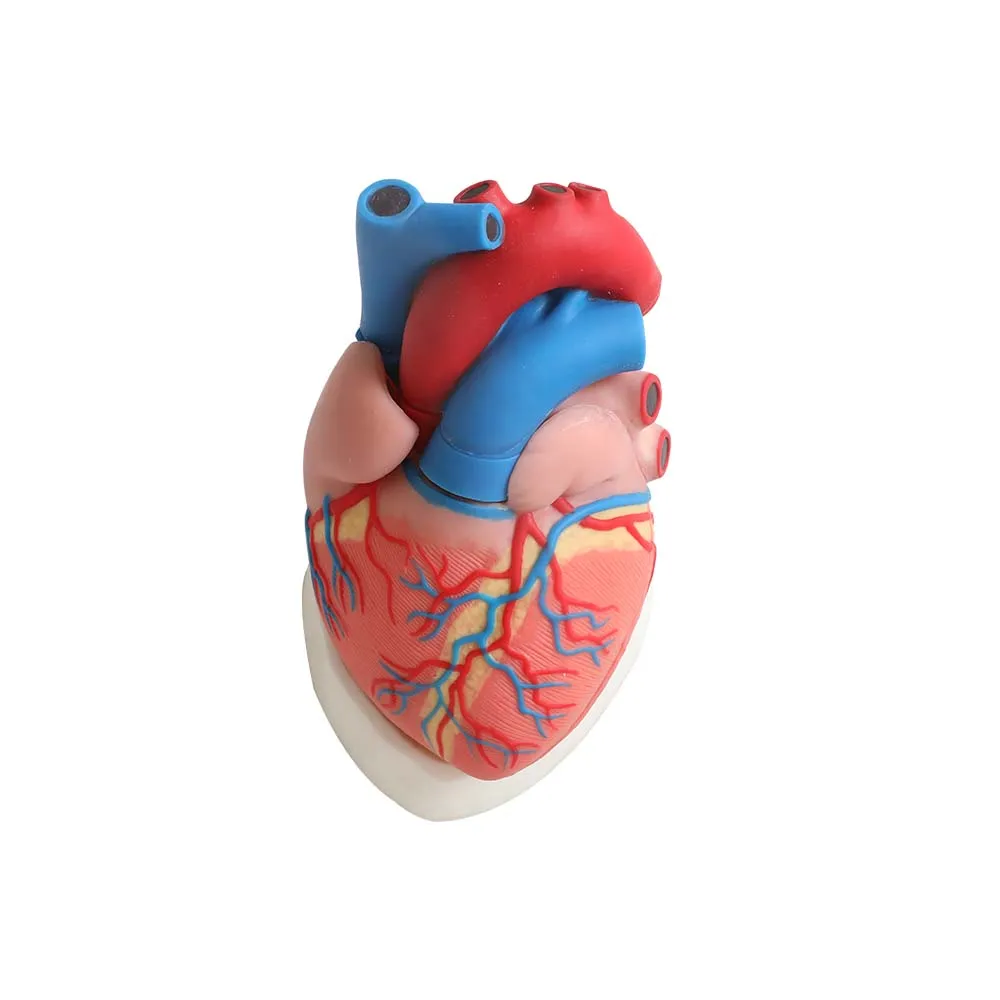Soft Heart Anatomy Model Soft Heart Anatomy Model