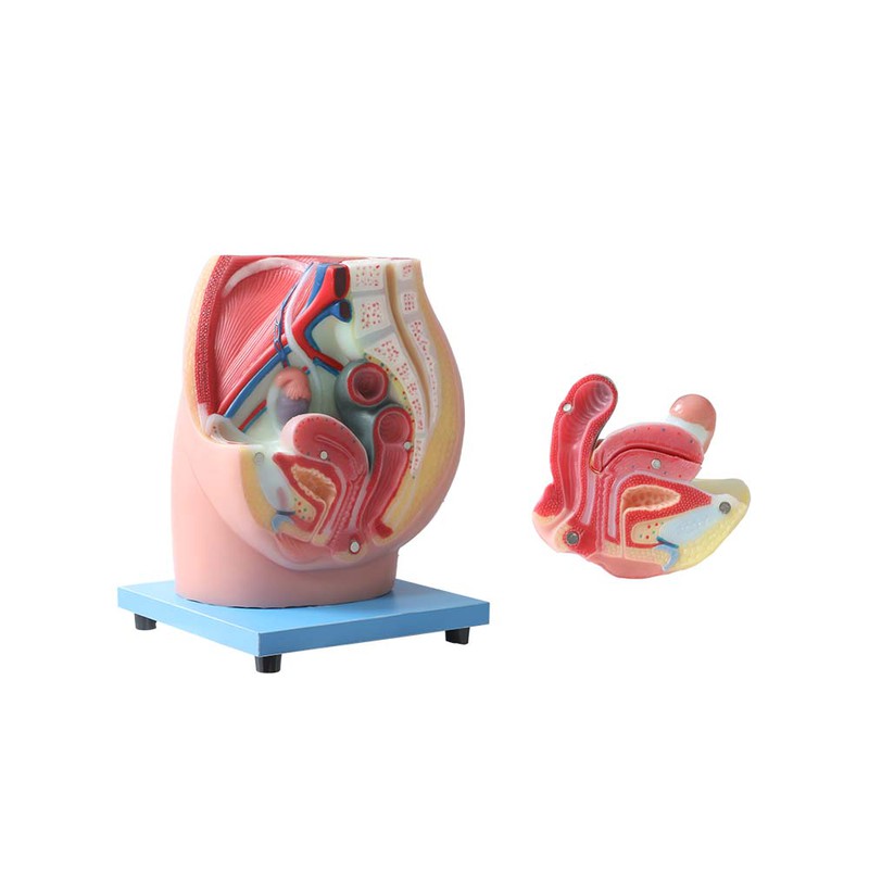 Soft Midsagittal Section of the Female Pelvic Anatomy Model Soft Midsagittal Section of the Female Pelvic Anatomy Model