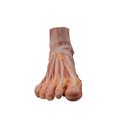 Model Anatomeg Traed